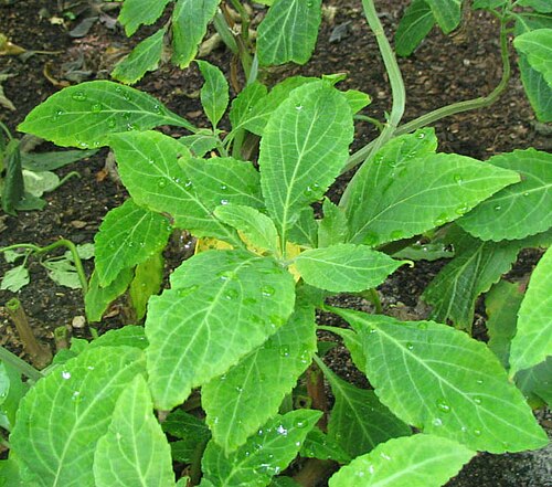 Salvia Divinorum: Unpacking Its Psychedelic Effects & History